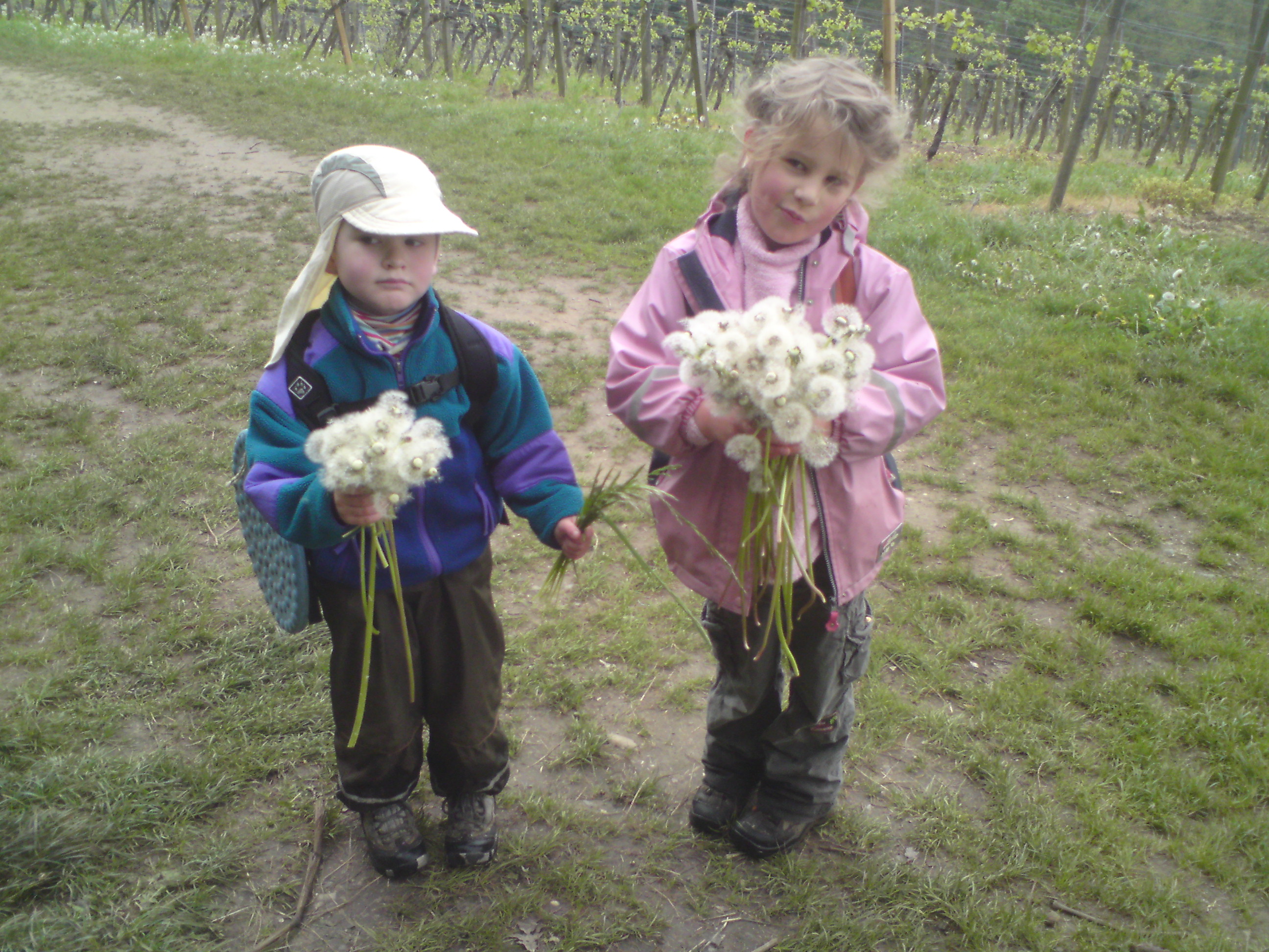 Ook in Duitsland wordt Moeder op moederdag met bloemen verwend. Een meisje plukt met haar broertje uitgebloeide paardebloemen tussen de wijngarden van Fürstenlager 